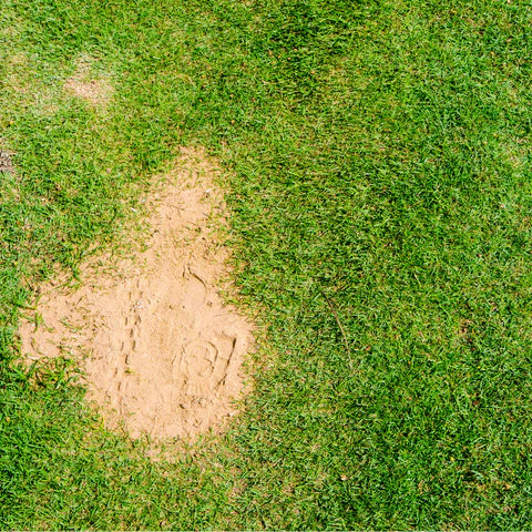 Horticultural Silica Sand